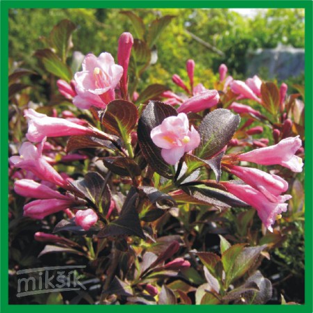 Weigela florida "Nana Purpurea" - vajgélia ružová